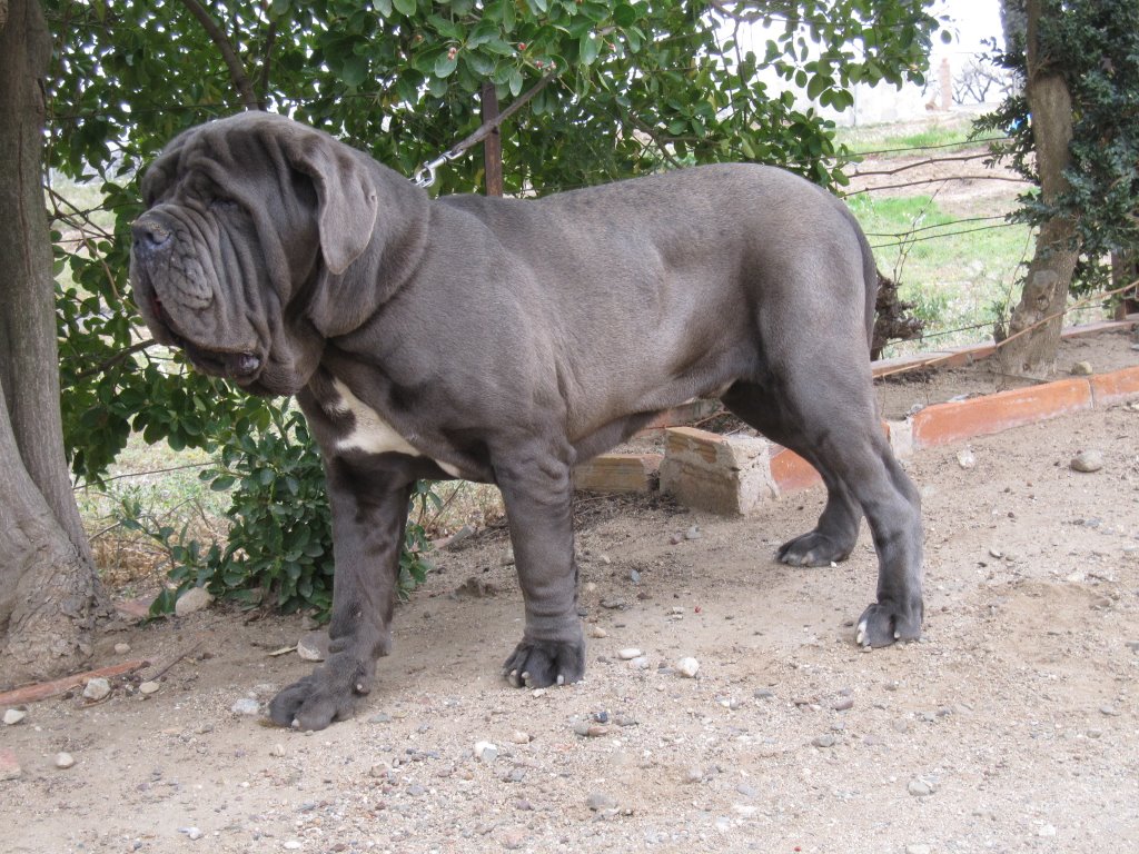 race matin naples chien 2