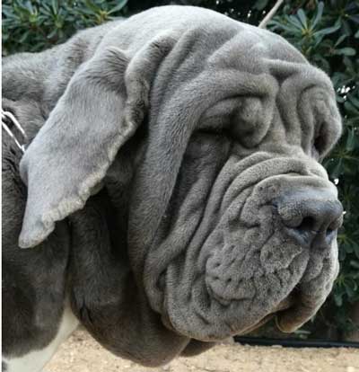 race matin naples chien 3